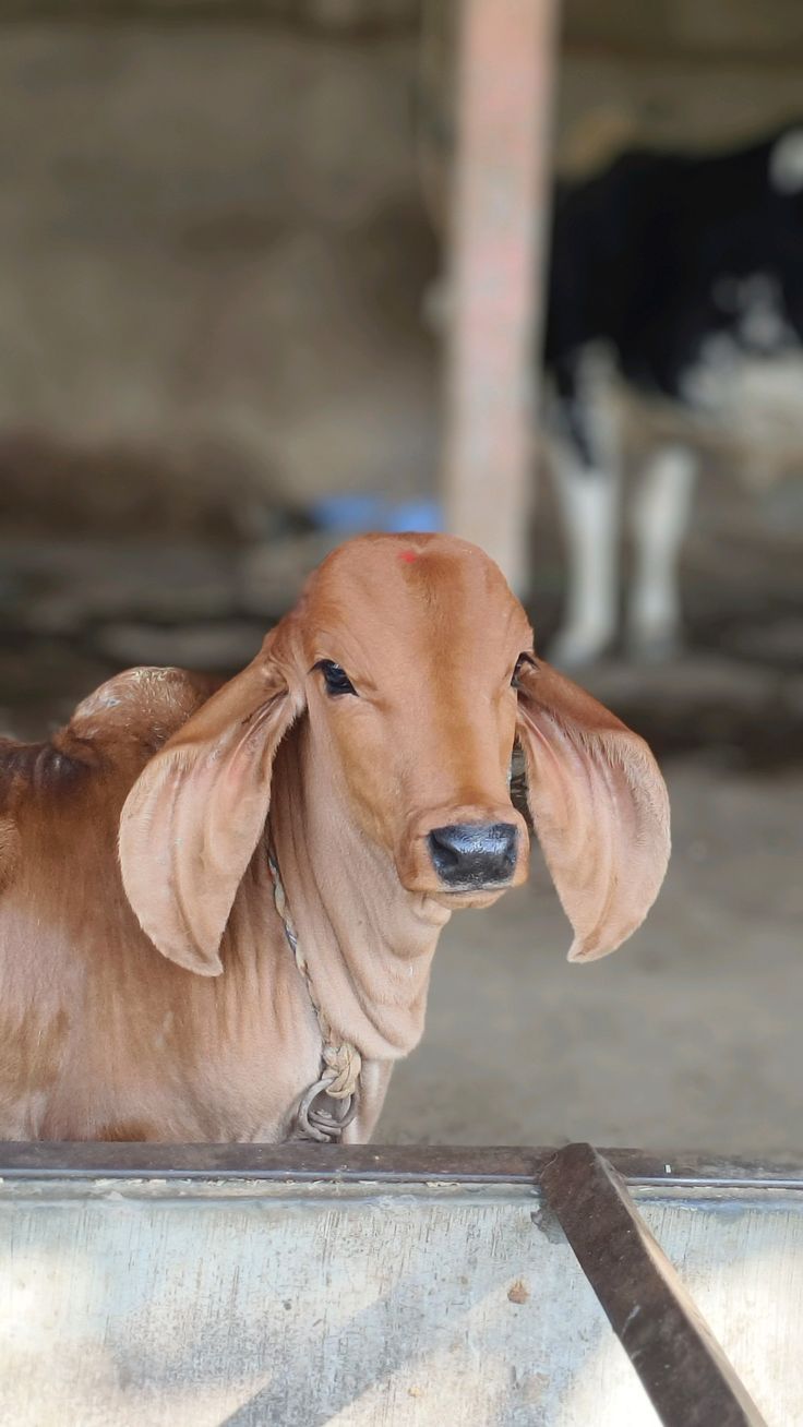 Gau Shala
