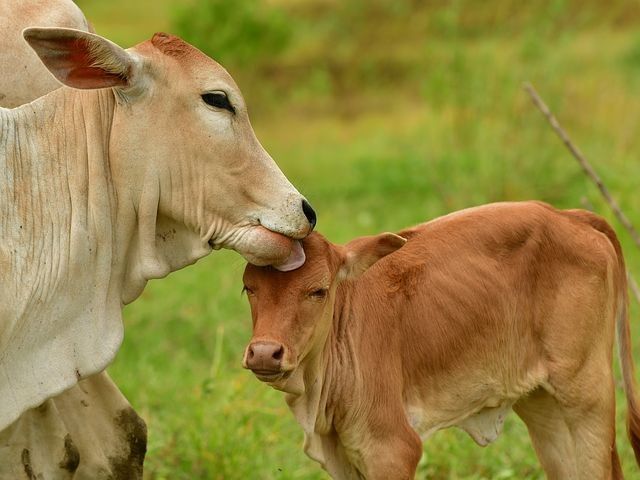 Cows at shelter